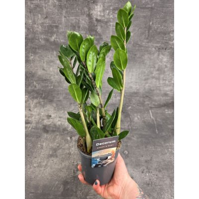 Zamioculcas Lima – Zboží Dáma