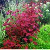 Akvarijní rostlina I--Z Ludwigia sp. Mini Super Red