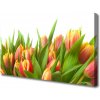 Obraz Obraz na plátně Tulipány Květiny Rostlina 100x50 cm