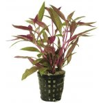 Alternanthera rosaefolia - Plevuňka růžolistá – Zboží Dáma Alternanthera rosaefolia - Plevuňka růžolistá – Zboží Dáma