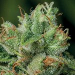 Anesia Seeds Afghanica semena neobsahují THC 3 ks – Zbozi.Blesk.cz