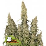 Seedstockers White Widow AUTO semena neobsahují THC 5 ks – Zboží Dáma