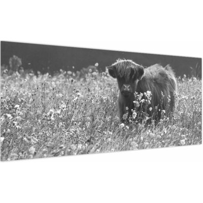 Obraz - Skotská kráva 5, černobílá, jednodílný 100x40 cm – Hledejceny.cz