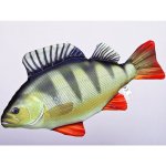 Gaby polštář Okoun říční 50cm – Zboží Dáma Gaby polštář Okoun říční 50cm – Zboží Dáma