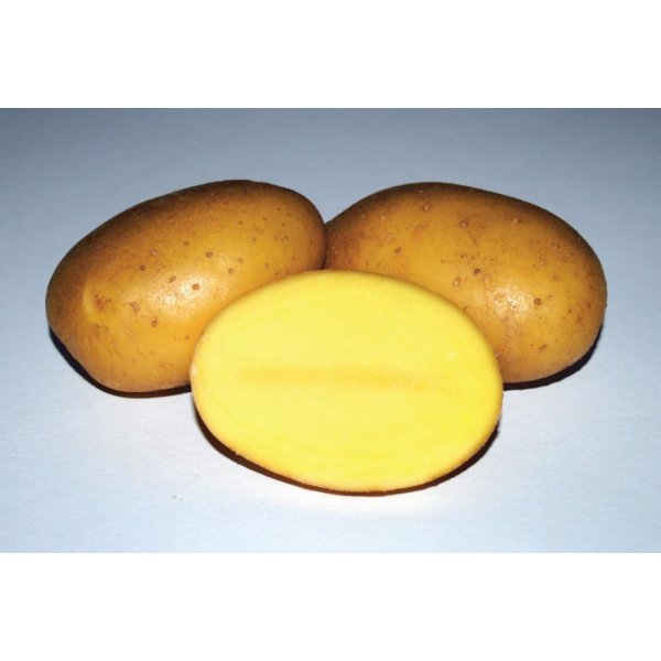 Osivo a semínko Sadbové brambory 10 kg