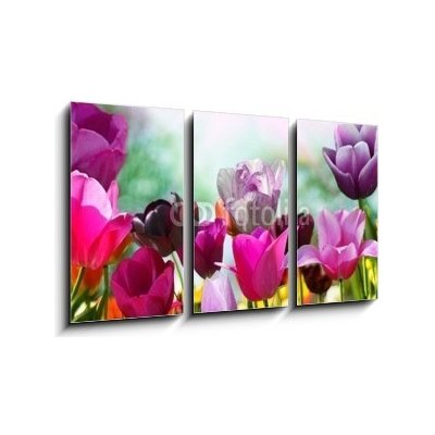 Obraz 3D třídílný - 90 x 50 cm - Beautiful spring flowers, tulips Krásné jarní květiny, tulipány