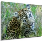 Obraz 1D - 100 x 70 cm - Leopard leopard leopards animální – Hledejceny.cz