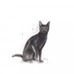 Royal Canin Sterilised 2 x 10 kg – Hledejceny.cz