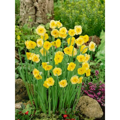 Narcis 'Sun disc' 5 ks – Zboží Dáma