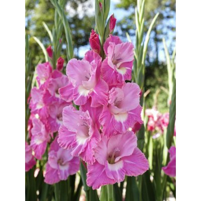 Mečík 'Pink parrot' 5 ks – Hledejceny.cz