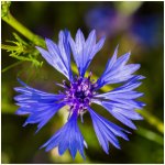Chrpa modrá - Centaurea cyanus - osivo chrpy - 30 ks – Hledejceny.cz