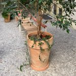 Tuselie Zavlažovací nádoba olla do květináče zapichovací 0,8 l přírodní – Zbozi.Blesk.cz