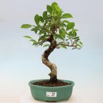 e-bonsai Pokojová bonsai - Ficus kimmen - malolistý fíkus – Hledejceny.cz