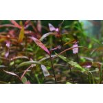 Persicaria sp. Sao Paulo – Sleviste.cz