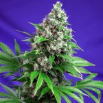 Sweet Seeds Killer Kush Fast Version semena neobsahují THC 5 ks – Zboží Mobilmania