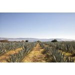 El Jimador Añejo 38% 0,7 l (holá láhev) – Zboží Dáma