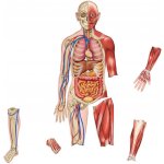 Learning Resources Oboustranné magnetické lidské tělo – Zboží Mobilmania