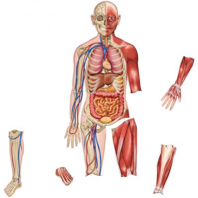 Learning Resources Oboustranné magnetické lidské tělo – Zboží Mobilmania