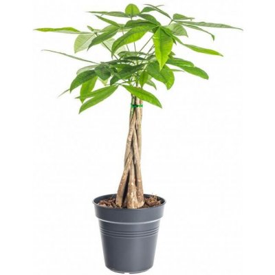 Pachira vodní, Pachira aquatica, průměr květináče 17 cm – Hledejceny.cz