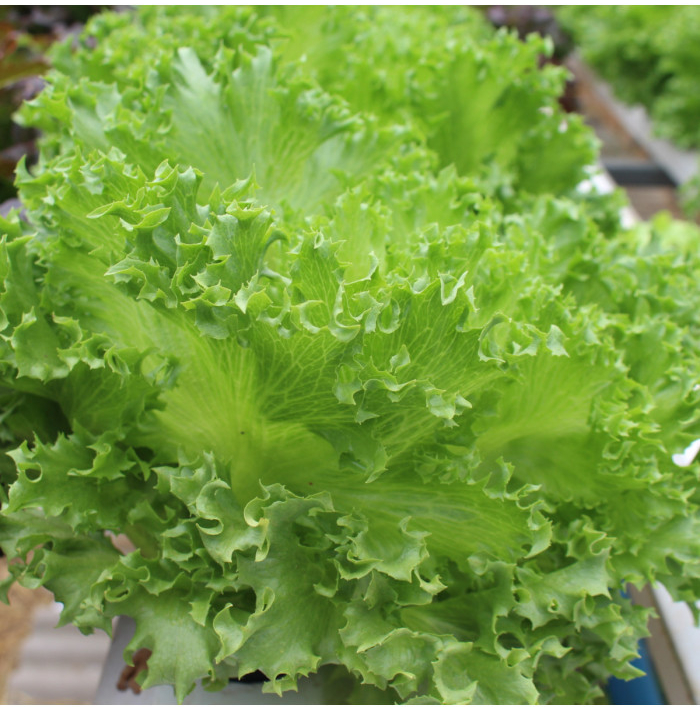 Salát kadeřavý letní - Lactuca sativa - semena salátu - 450 ks