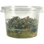 Bucephalandra sp. Red – Sleviste.cz