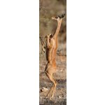 mapcards.net Záložka 3D Gerenuk – Hledejceny.cz