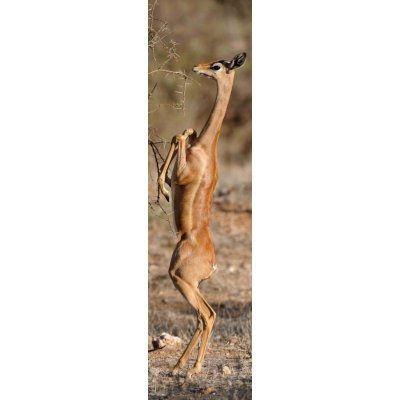 mapcards.net Záložka 3D Gerenuk – Hledejceny.cz