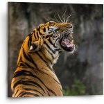 Sablio Obraz Řvoucí tygr - 110x110 cm – Hledejceny.cz