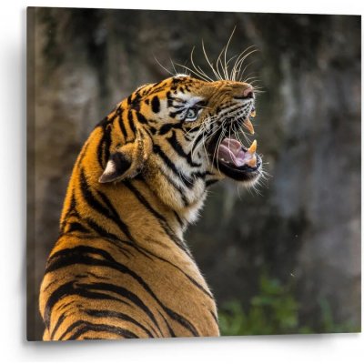 Sablio Obraz Řvoucí tygr - 110x110 cm – Hledejceny.cz