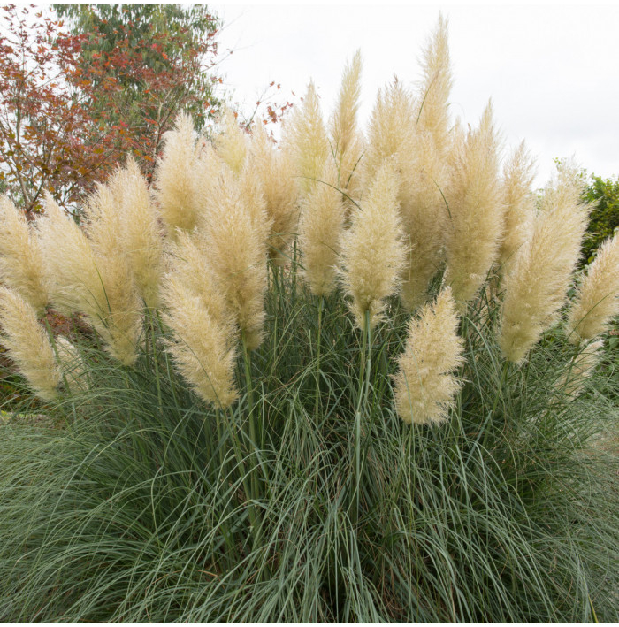 Pampová tráva stříbrná - Pampas - Cortaderia selleona - semena pampové trávy - 10 ks
