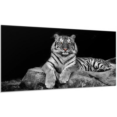 Obraz skleněný ležící bílý tygr na kameni - 30 x 60 cm – Zboží Mobilmania