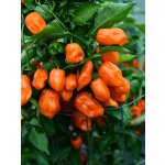 Semena Habanero Orange – Zboží Mobilmania