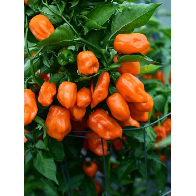 Semena Habanero Orange – Zboží Mobilmania