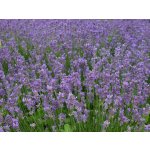 Levandule úzkolistá 'Dwarf Blue' v květináči – Zboží Dáma