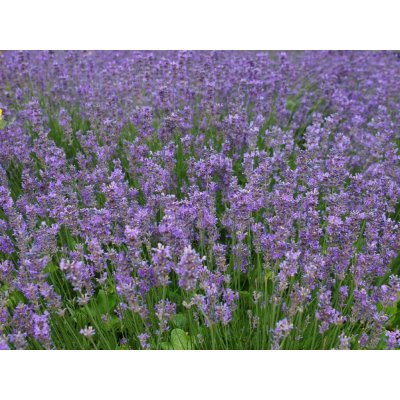 Levandule úzkolistá 'Dwarf Blue' v květináči – Zboží Dáma