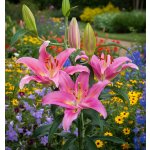 Lilie 'Mount Cook' 1 ks – Zbozi.Blesk.cz