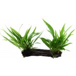 Microsorum pteropus na kořenu 2 ks – Hledejceny.cz