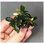 Bucephalandra Kedagang Round Mini – Hledejceny.cz
