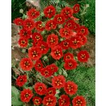 Mochna 'Gibson's Scarlet' 1 ks – Zboží Dáma