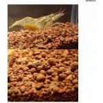 Invital Japanese Soil Normal 3 l – Sleviste.cz