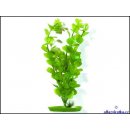 Hagen rostlina Moneywort 20 cm