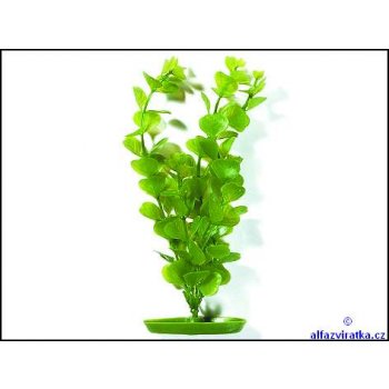 Hagen rostlina Moneywort 20 cm