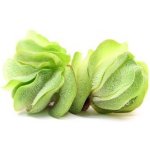 Salvinia auriculata – Zboží Dáma