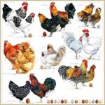 Ti-flair ubrousek 33x33cm Slepice a kohouti – Hledejceny.cz