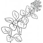 Alteya Oregánový olej 100% Bio 10 ml – Hledejceny.cz