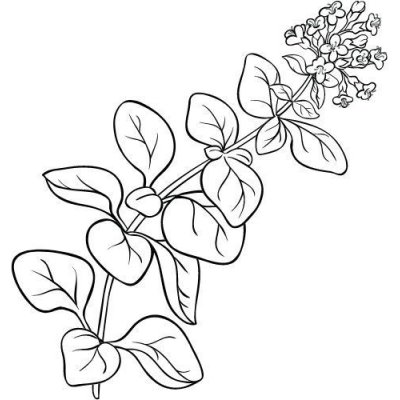 Alteya Oregánový olej 100% Bio 10 ml – Hledejceny.cz