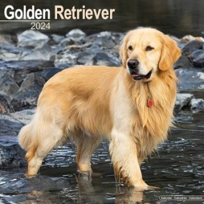 Golden Retriever Square Dog Breed Wall 16 Month 2024