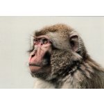 Pohlednice Opice - makak – Sleviste.cz
