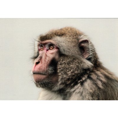 Pohlednice Opice - makak – Sleviste.cz