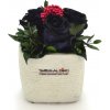 Květina Ina LIGHT Black - černá (3x stabilizovaná "věčná" růže v betonovém květináčku)